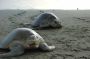 Nic - 147 * Grace shared her photos from the daytime scouting of La Flor wildlife refuge where thousands of Olive Ridley turtles came onshore to lay their eggs above the high tide line.